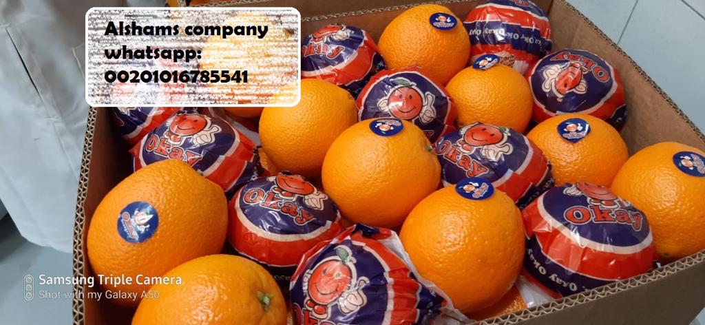 Product image - We are Alshams company for general import and export from egypt.🇪🇬
We can supply all kinds of agricultural products with high quality and best price
Now will offer ✨fresh orange ✨
Packing : 15 kilo per carton 
For more information contact With us💥
Whatsapp : 00201016785541
Email : alshams.info@yahoo.com
And visit our website :www.alshamsexporting.com
Sales manager
Mrs / donia mostafa
